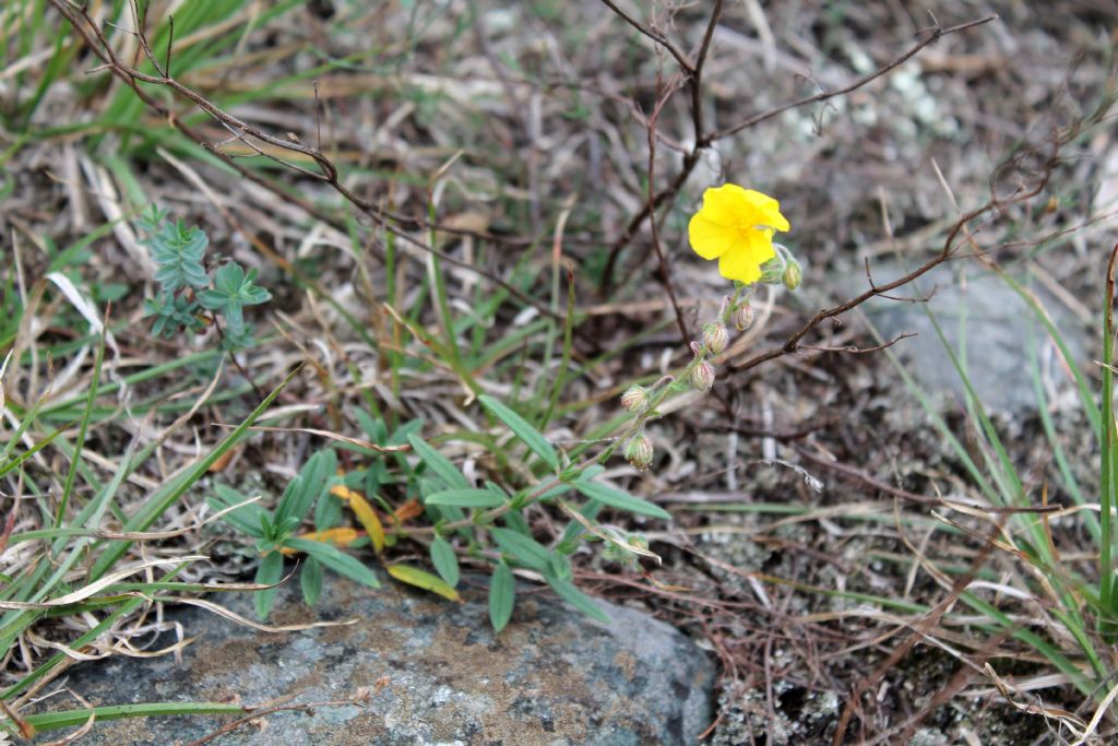 Helianthemum nummularium?